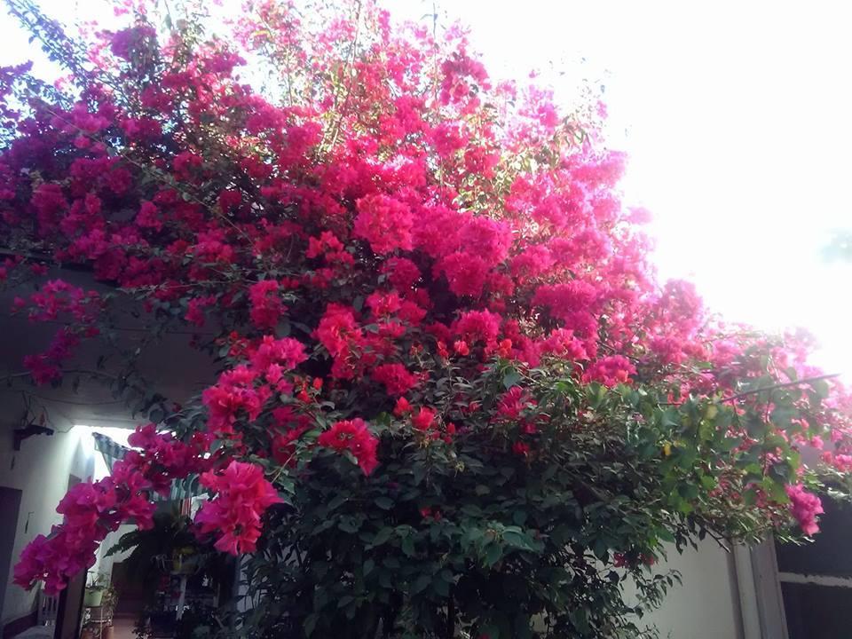Casa Huespedes Lolita Ξενοδοχείο Τσιχουάχουα Εξωτερικό φωτογραφία